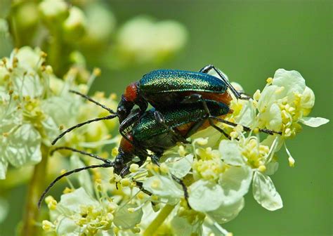 oeffentliche fortpflanzung foto bild tiere wildlife insekten