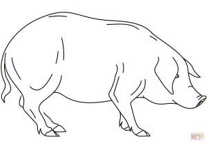realistic pig coloring page  printable coloring pages