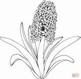 Kleurplaten Hyacint Hyacinth Kleurplaat sketch template