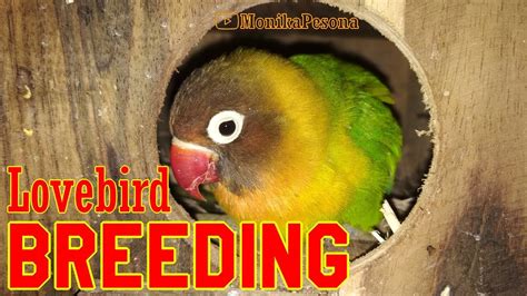 Lovebird Simple Breeding Youtube