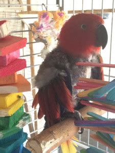 parrot perches diy prego dalliance sanctuary