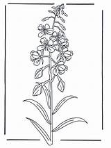 Wilde Reseda Kleurplaten Fireweed Malvorlagen Blomster Dzika Fargelegg Advertentie B206 Kwiat Anzeige Ogłoszenie Annonse sketch template