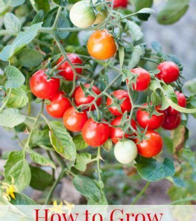 grow cherry tomatoes cherry tomato plant   grow cherry