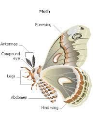 image result  anatomy   moth moth animals bugs butterfly