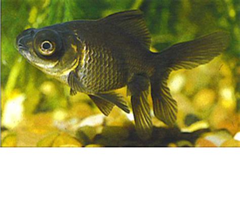 soorten goudvissen alle soorten goudvissen op een rijtje goudvissenopvang
