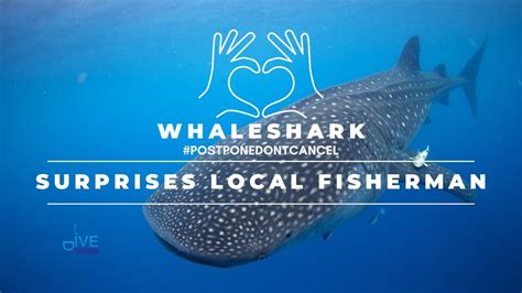 whaleshark westpunt curacao sustainable tourism dive travel curacao youtube