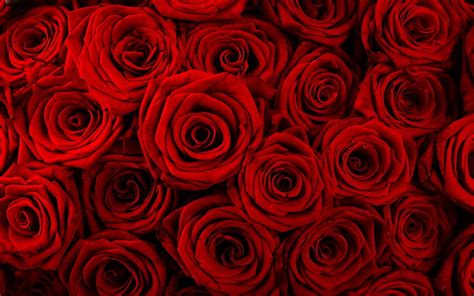 pin  megan tuyu  rosasrojas red rose wallpaper rose wallpaper