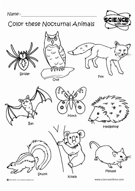 coloring pictures  nocturnal animals luxury nocturnal animals