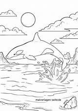 Orca Malvorlage Ausmalbilder Schwertwal Wale Ausdrucken Ausmalbild Malvorlagen Ausmalen Kostenlos Robbe Ando sketch template