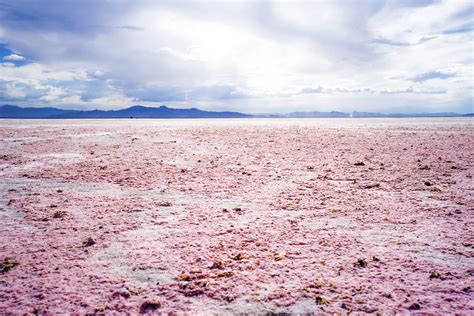 microbes making pink great salt lake pink salt flat blu flickr
