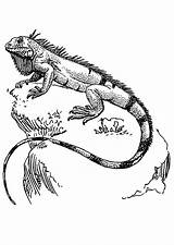 Iguana Coloring Kleurplaat Iguanas Para Dibujos Pages Imagen Tattoo Adult Lizard Colouring Visit Grote Afbeelding sketch template