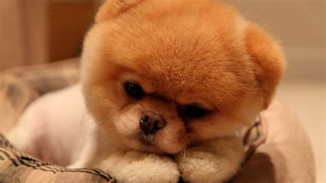 cute baby puppy wallpapers top  cute baby puppy backgrounds