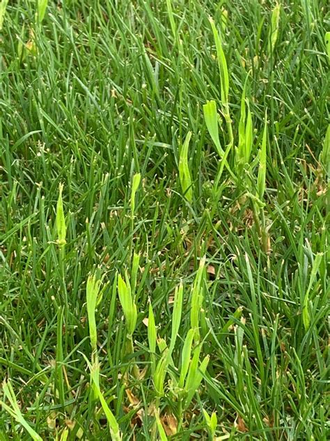 can anyone identify these grass blades lawncare