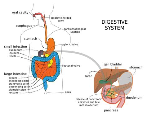 essay    digestive system organs  functions