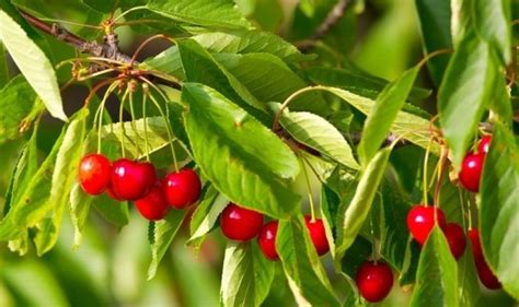 cherry fruit cultivation information guide agri farming