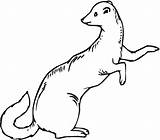 Stoat Colouring Coloring sketch template