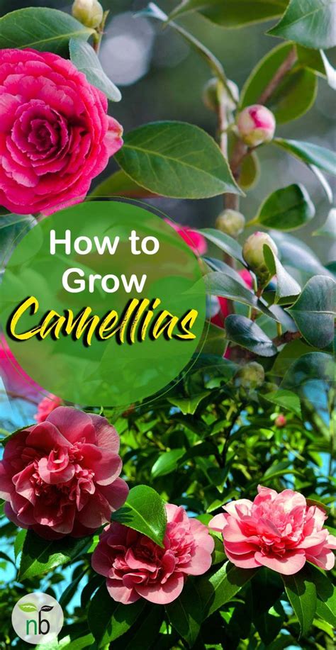 grow camellia growing camellia plant   container