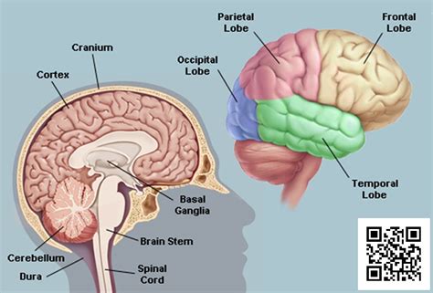unbelievable facts   human brain dialect zone international