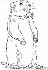Groundhog Marmotte Woodchuck Debout Imprimer Murmeltier Marmotta Marmota Cane Prateria Colorir Groundhogs Supercoloring Stampare Ausdrucken Piedi Animaux Gratis Maternelle sketch template