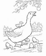 Coloring Goose Goslings Babies Farm Her Five Animal Netart Which sketch template