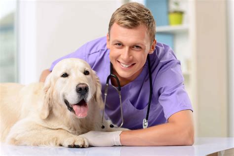 professional vet examining  dog