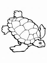 Turtle Loggerhead Drawing Getdrawings sketch template