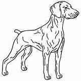 Coloring Dog Pages Hunting Weimaraner Realistic Getdrawings sketch template