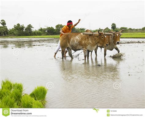 farmer working in his paddy field royalty free stock images image 7575569