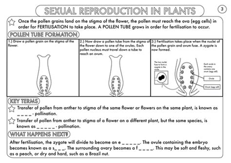 plant reproduction worksheet pack by beckystoke teaching resources tes