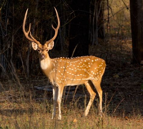 hunting  handsome chital sporting shooter