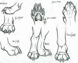 Paw Wolf Drawing Lion Dog Drawings Claw Sketch Sketches Animal Paws Draw Feet Hebel References Paintingvalley Pencil Jessica Via Choose sketch template