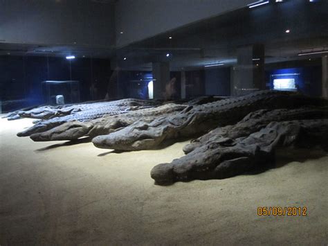 Mummified Crocodiles Found Around The Temple Of Kom Ombo Egypt They