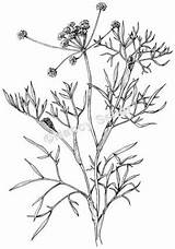 Lomatium Biscuitroot sketch template