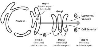 protein secretion pathway biologie