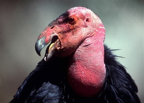 california condors numbers pass   mark    time   years focusing  wildlife
