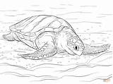 Tortuga Ridley Turtles Colorir Tartaruga Tortugas Oliva Carey Supercoloring Imprimir Anidando sketch template