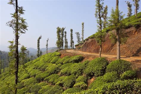 tea country stock image image  plantation scenery