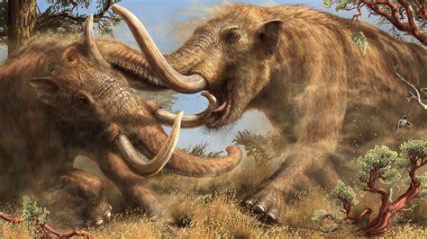 newly discovered mastodon species roamed california  millions