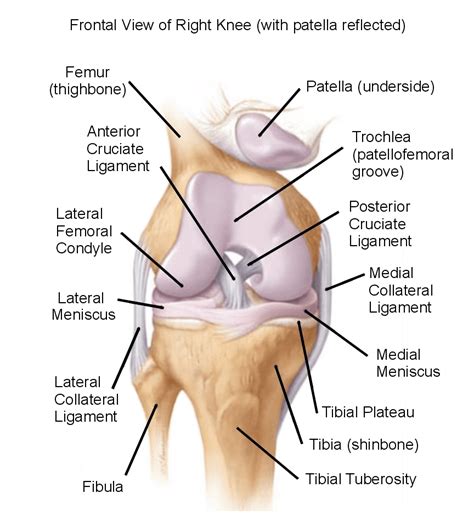 knee complex understanding  science   movement  dysfunction fitness