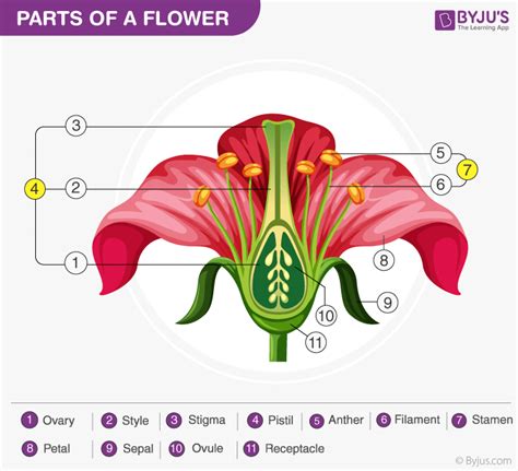 Draw The Diagram Of A Flower To Show It Male And Female Reproductive