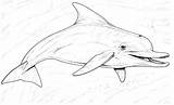 Dolphin Coloring Dolphins Pages Printable Color Kids Colouring Print Bottlenose Supercoloring Beaked Common Long Sheets Realistic Adults Drawing Clipart Book sketch template