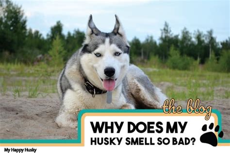 reasons  husky smells bad    fix   happy husky