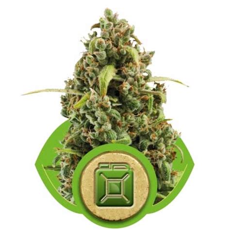 diesel automatic cannabis seeds  royal queen seeds