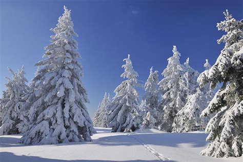 Snow Covered Conifer Trees Grosser Beerberg Suhl Thuringia Germany
