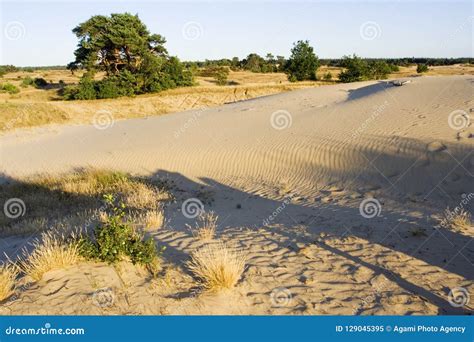 kootwijkerzand kootwijk veluwe netherlands stock image image  natura zandverstuiving