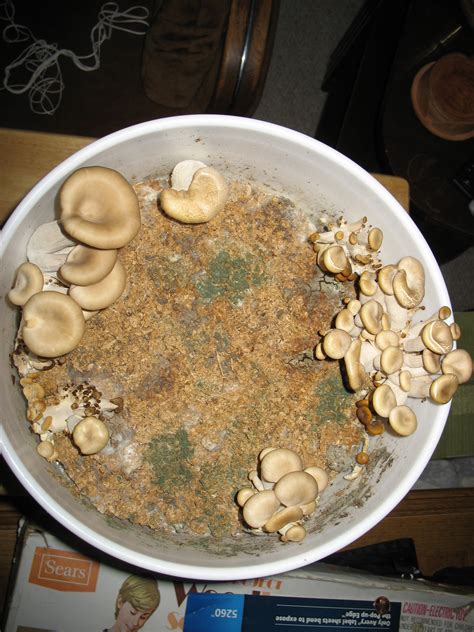 grow oyster mushrooms  coffee grounds  mushroom info