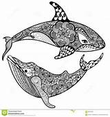 Mandala Zentangle Balena Illust Animaux Stilizzato Orca Whale Requin Squalo Disegnato étoile Mandalas Ballenas Ballena Whales Delfino sketch template