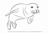 Seal Monk Hawaiian Drawing Draw Step Seals Animals Drawingtutorials101 Tutorial Previous Next Tutorials sketch template