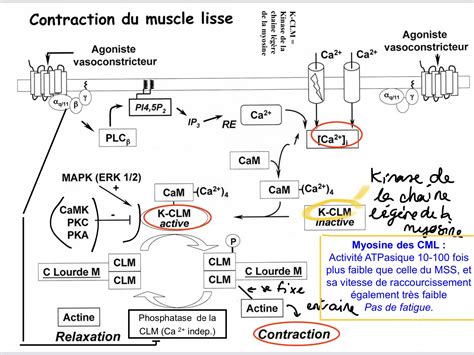 contraction du muscle lisse ue physiologie tutorat associatif toulousain
