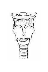Larynx Drawing Hyoid Bone Trachea Portion Upper Clipart sketch template